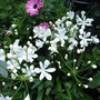 White Agapanthus...