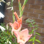 another un named gladiolus. (Gladiolus byzantinus)