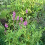 Lythrum salicaria (Lythrum salicaria (Loosestrife))