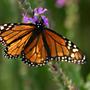 Monarch on Purple Loosestrife (Lythrum salicaria L.)