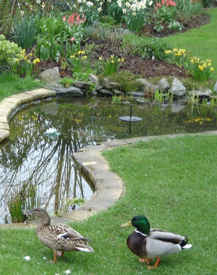 Pond Project 2004