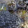 Gp0028___frogs_in_pond_may_05