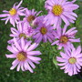 Aster_amellus__pink_zenith_