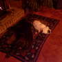 Fudge and Symba enjoying the fire