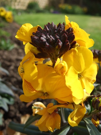 Erysimum 'Walbertson's Fragrant Sunshine' (Erysimum)