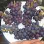 First cut bunches (Vitis vinifera (Grape vine))