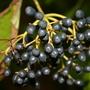 Berries from the Devil's Walking Stick (Aralia spinosa)