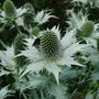 Eryngium Miss Wilmots Ghost (Eryngium giganteum (Miss Willmott's ghost))