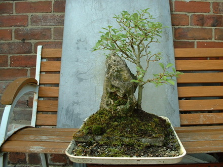 Goat Willow (Salix caprea) (Salix caprea (Palm Willow))