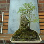 Goat Willow (Salix caprea) (Salix caprea (Palm Willow))