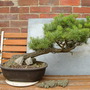 Scots_pine__pinus_sylvestris__01