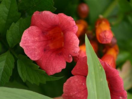 Lipstick Vine