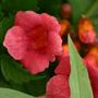 Lipstick Vine (Campsis radicans)