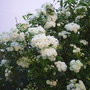 English may (Spiraea cantoniensis)