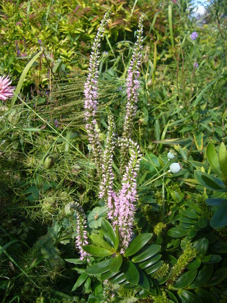 Veronica longifolia 'pink shades.' (Veronica longifolia (Beach Speedwell))