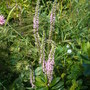 Veronica_longifolium__pink_shades__30