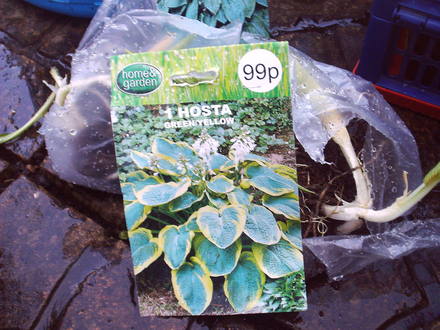 Hosta_green+yellow.jpg