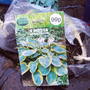 Hosta_green+yellow