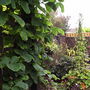 Gardenview7__13