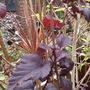 Gardenview5__13
