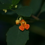 Spotted Jewelweed (Impatiens capensis)