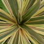 Cordyline...'Torbay Dazzler'...14th Sept  09