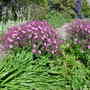 Flowers__w_q_h