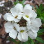 Iberis sempervirens 'Snowflake' - close-up (Iberis sempervirens 'Snowflake')