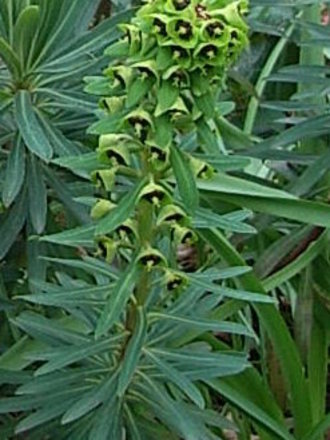 Euphorbia characias 'Black Pearl' (Euphorbia characias 'Black Pearl')