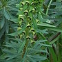 Euphorbia_characias__black_pearl_