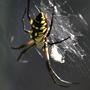Yellow_and_black_garden_spider__small_
