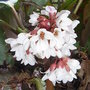 Bergenia