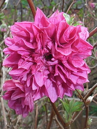 Rubus spectabilis 'Olympic Double' (Rubus spectabilis 'Olympic Double')