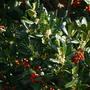 Holly closeup  (Ilex aquifolium)