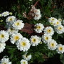 Feverfew (Tanacetum parthenium)