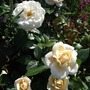 Rosa__champagne_moment_
