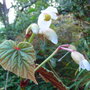 Begonia grandis subsp evansiana var alba - 2009 (Begonia grandis)