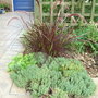 Pennisetum setaceum 'Rubrum' - 2009 (for Lily) (Pennisetum setaceum 'Rubrum')