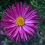  Aster novi-belgii 'Winston Churchill', (Aster novi-belgii)