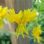 Canary vine flower - Tropaeolum peregrinum (Tropaeolum peregrinum (Canary creeper))