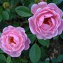 Mini moss rose 'Dresden Doll' (Rosa 'Dresden Doll')