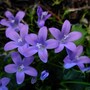 Dwarf_bellflower