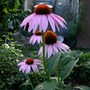 Echinacea purpurea (Echinacea purpurea (Coneflower))