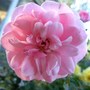 Climbing rose 'Louis Jolliet'