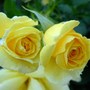 Rose 'Sun Flare' (Rosa 'Sun Flare' Floribunda)