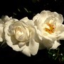 Climbing 'White New Dawn' (Rosa 'Cl. White New Dawn')
