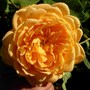 David Austin rose 'Golden Celebration' (Rosa 'Golden Celebrations')