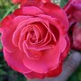 Hybrid Tea rose 'Mon Cheri' (Rosa 'Mon Cheri')