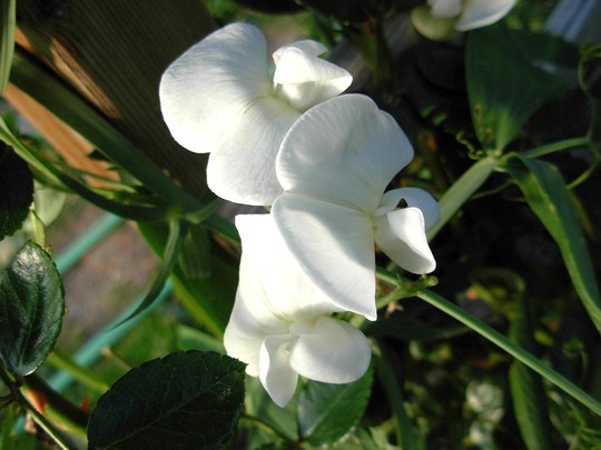 Everlasting Sweet Pea - Lathyrus latifolius (Lathyrus latifolius)