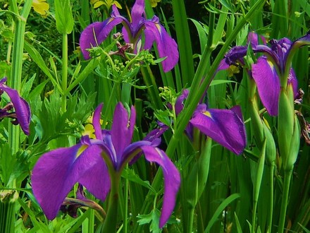 Plant Portraits - Spring flowers in my garden